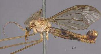 Media type: image;   Entomology 10324 Aspect: habitus lateral view